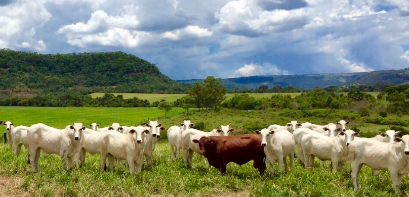 Cruzamento Senepol com Nelore o casamento perfeito para o rebanho bovino de carne brasileiro