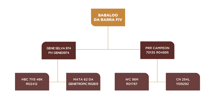 GENEALOGIA BABALOO DA BARRA FIV