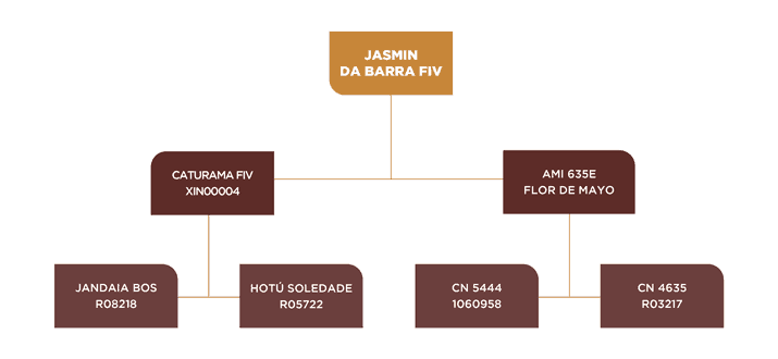 GENEALOGIA JASMIN DA BARRA FIV