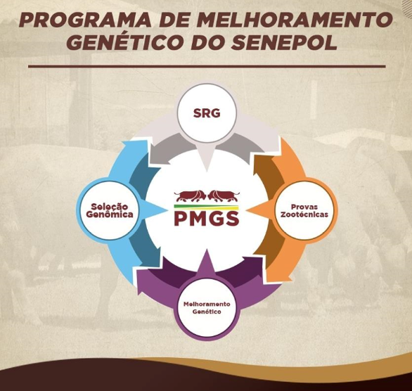 Programa De Melhoramento Genético Da Raça Senepol No Brasil