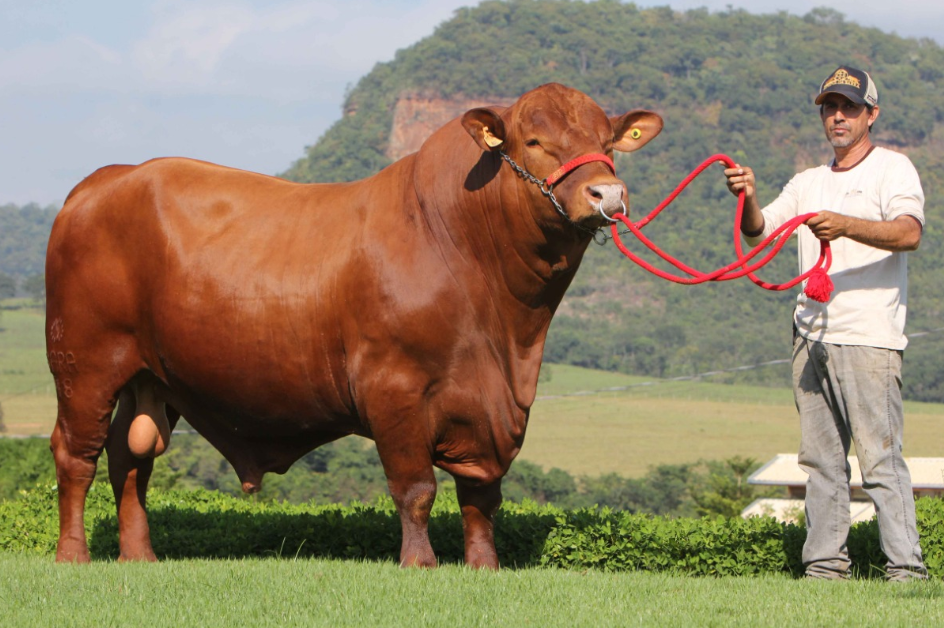 Quem fatura mais em leilões Senepol ou Nelore