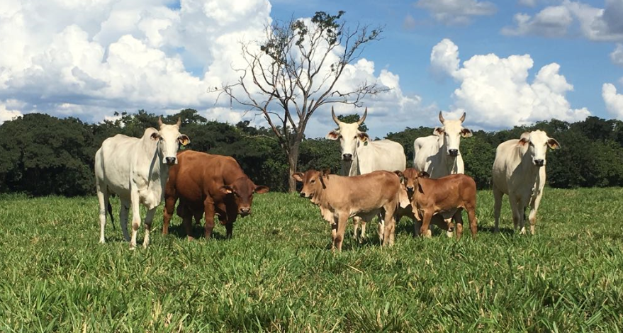 Touro Senepol cobre a campo vacas Nelore em cliente Senepol da Barra