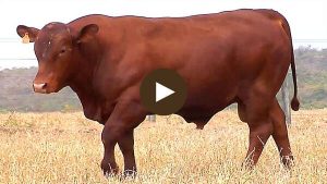 LOTE-37 - BARA-557-min