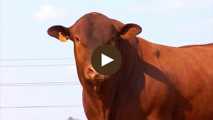 LOTE-46 - BARA-398-min