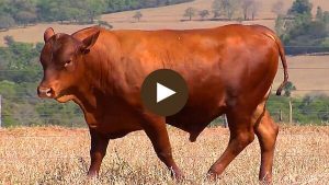 LOTE-63 - -BARA-400-min