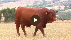 LOTE-79 - BARA-551-min