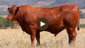 LOTE-88 - BARA-444-min