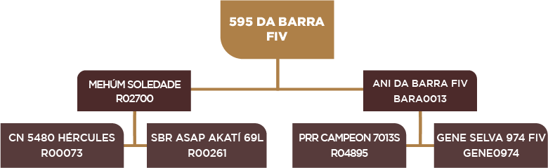 Lote 18 - BARA 595