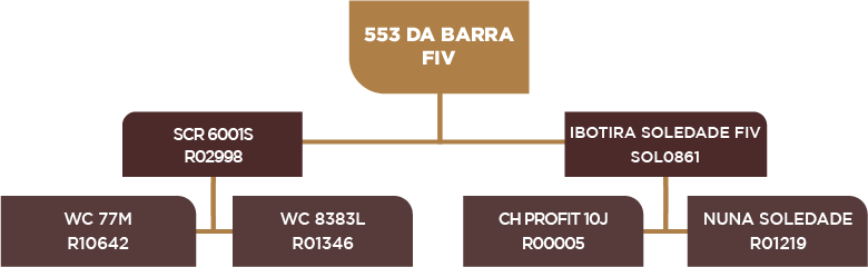 Lote 38 - BARA 553