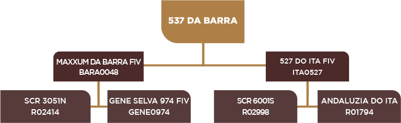Lote 44 - BARA 537