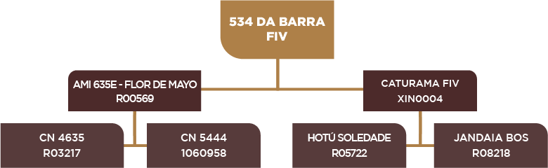 Lote 58 - BARA 534