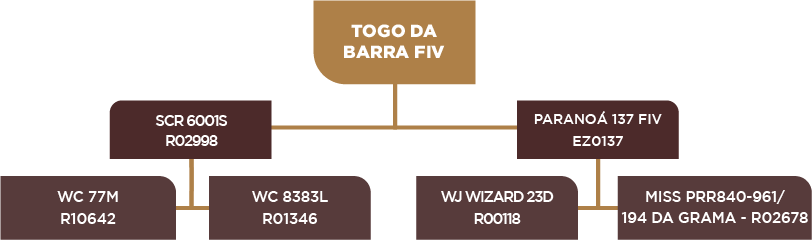 Genealogia Touro Da Barra FIV