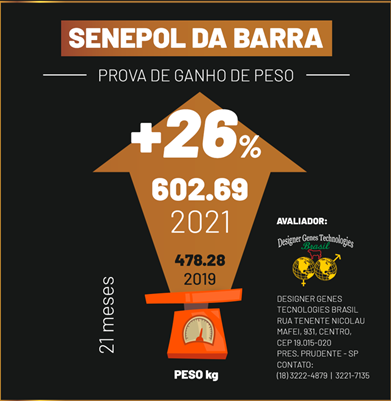 A geração 2021 incrementou 26% de PESO - Senepol da Barra Prova de Ganho de Peso