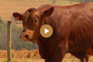 LOTE-03-BARA-0633