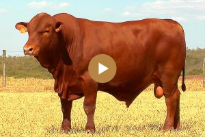 LOTE-43-BARA0648