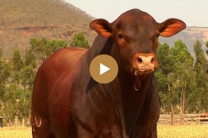 LOTE-65-BALU0021