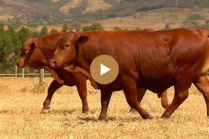 LOTE 70 - BARA0645, BARA0701, BALU0022