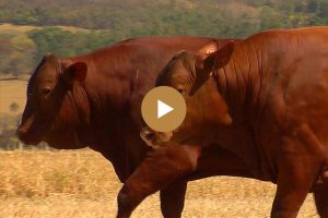 LOTE 71 - BARA0792 e BARA0796