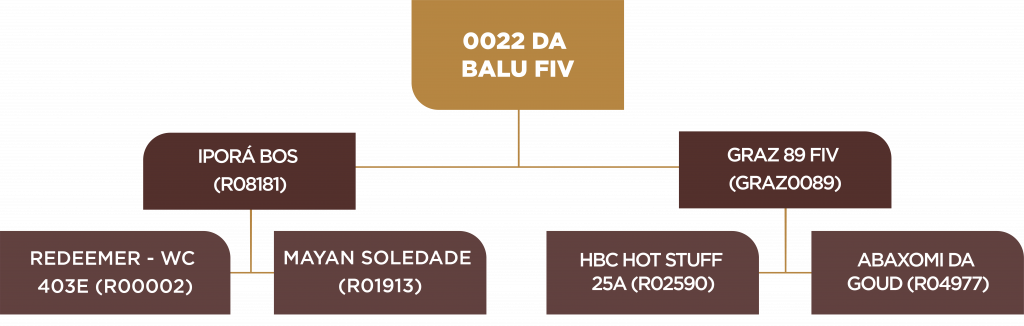 Leilão 2021 - Árvore genealógica - Lote 70 - BALU0022