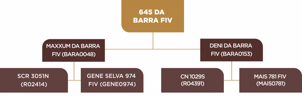 Leilão 2021 - Árvore genealógica - Lote 70 - BARA0645