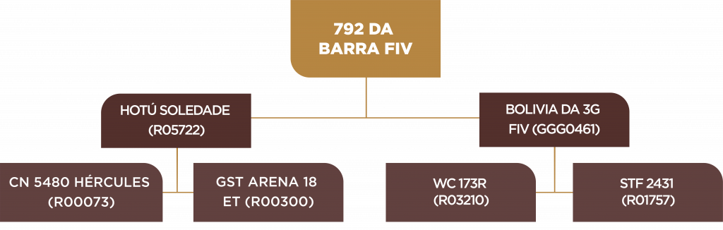 Leilão 2021 - Árvore genealógica - Lote 71 - BARA0792