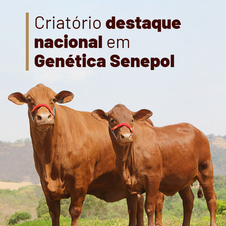 banner-leilao-genetica-senepol-mobile2