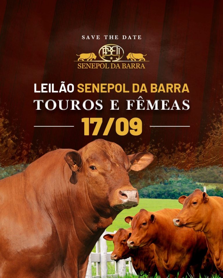Leilão Senepol da Barra de Touros e Fêmeas 2023