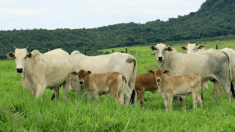 Meio-Sangue Senepol: genética de alta performance para sua fazenda