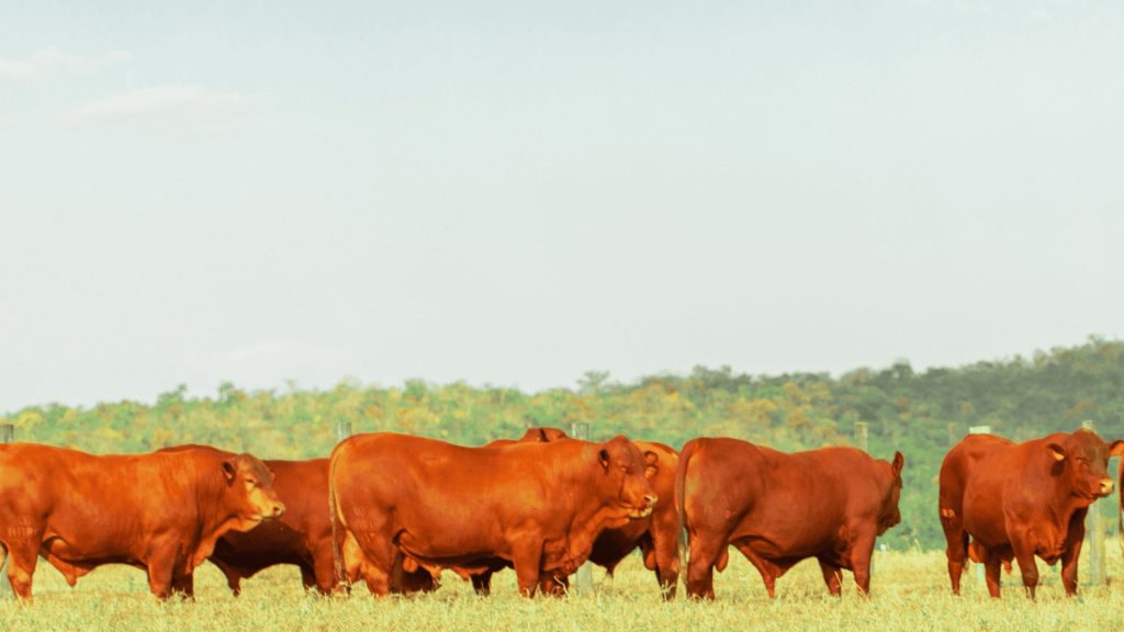 Touros Senepol da Barra