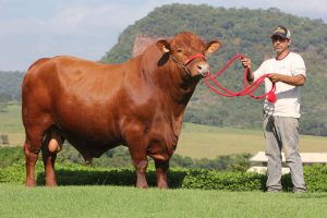Touros Senepol da Barra