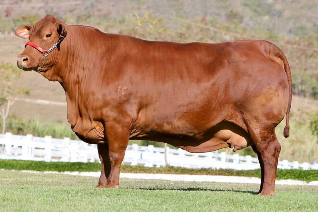 Senepol da Barra tem mais um touro contratado por central conheça o General da Barra