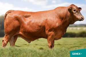 Senepol da Barra tem mais um touro contratado por central conheça o General da Barra